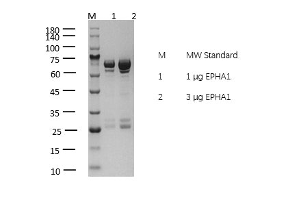 EPHA1 Protein