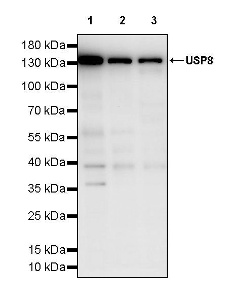 USP8 Recombinant Rabbit mAb (S-3848-146)