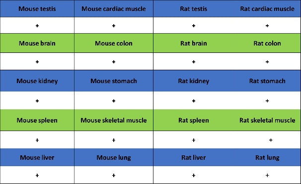 FUS Recombinant Rabbit mAb (S-1015-21)