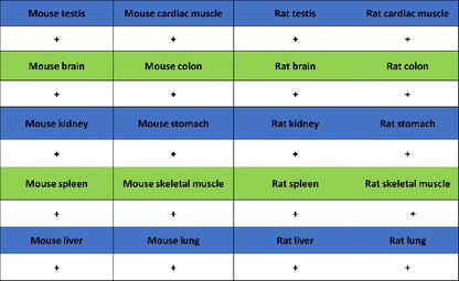 FUS Recombinant Rabbit mAb (S-1015-21)