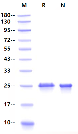 FGF-17 Protein, Mouse