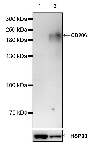 CD206 Recombinant Rabbit mAb (S-3477-27)