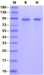 FAP His Tag Protein, Human (active dimer)