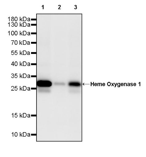 Heme Oxygenase 1 Recombinant Rabbit mAb (S-2614-1)
