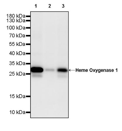 Heme Oxygenase 1 Recombinant Rabbit mAb (S-2614-1)