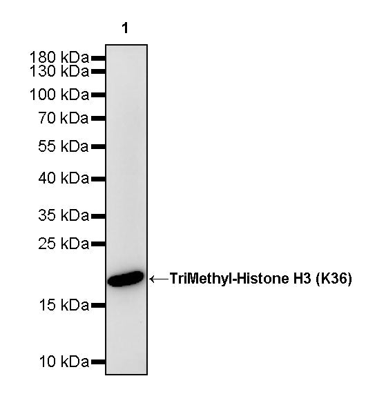 TriMethyl-Histone H3 (K36) Recombinant Rabbit mAb (S-M0025)