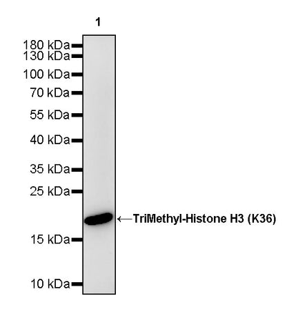 TriMethyl-Histone H3 (K36) Recombinant Rabbit mAb (S-M0025)