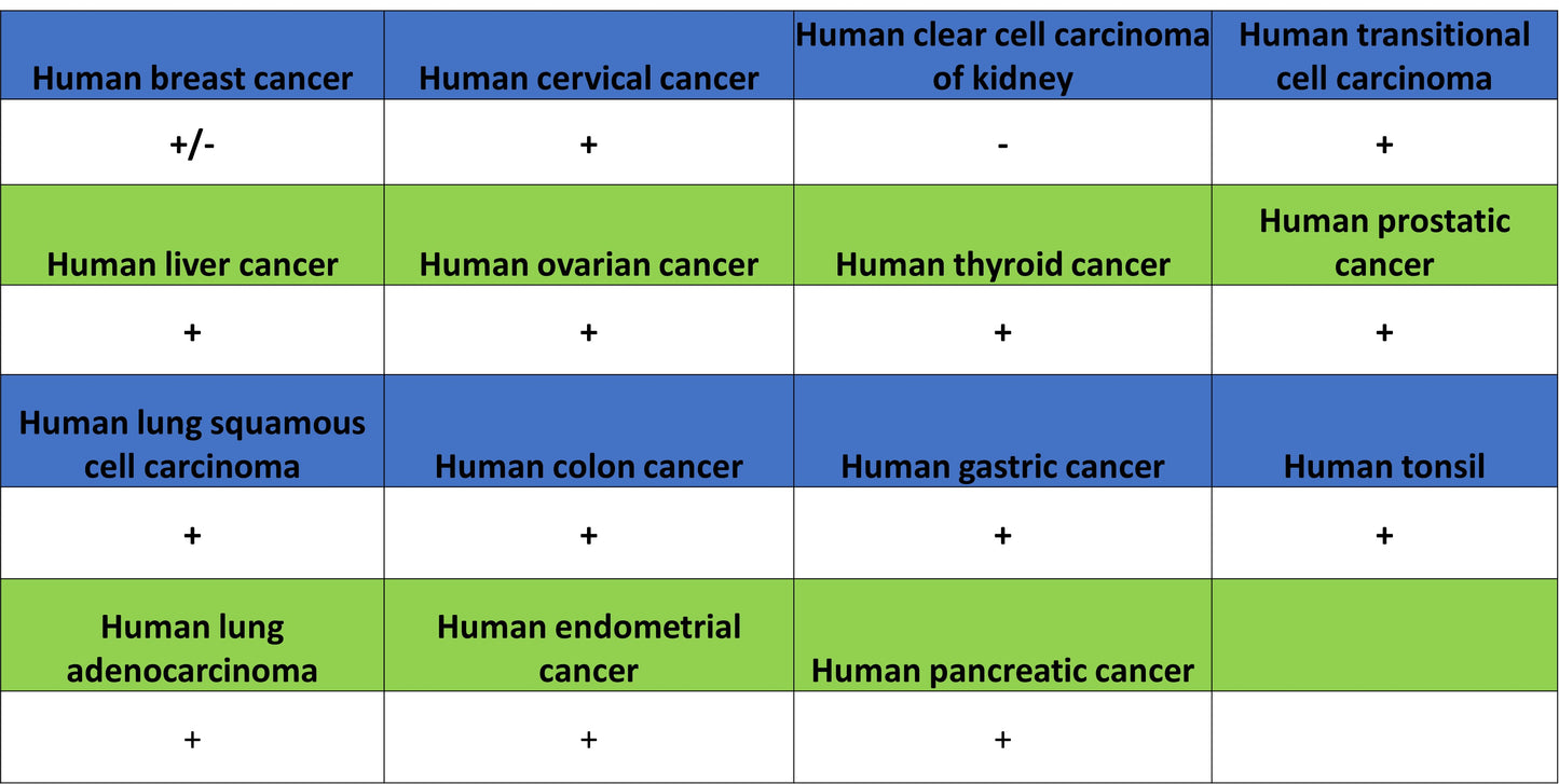 BMP4 Recombinant Rabbit mAb (S-3938-66)