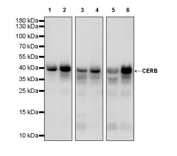 CREB Recombinant Rabbit mAb (S-1115-39)