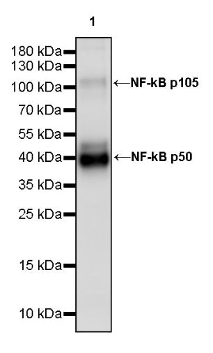 NF-κB p105/p50 Recombinant Rabbit mAb (S-3354)