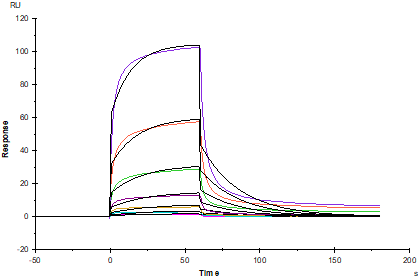 EGF Protein, Human