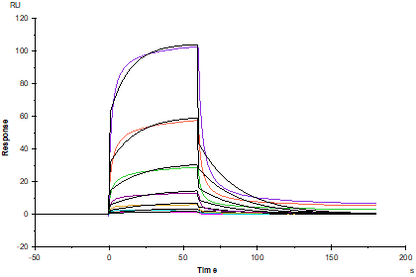 EGF Protein, Human