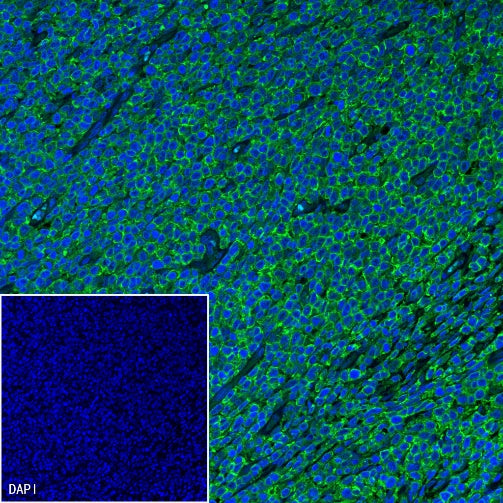 Goat Anti-Mouse lgG (H+L) (min X Hu, Bov Sr Prot) (Alexa Fluor® 488 Conjugate)