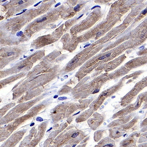 COX IV Rabbit polyclonal antibody
