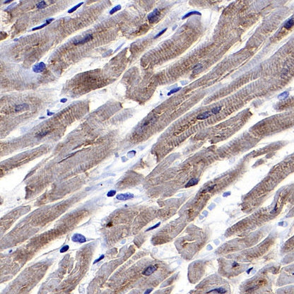 COX IV Rabbit polyclonal antibody