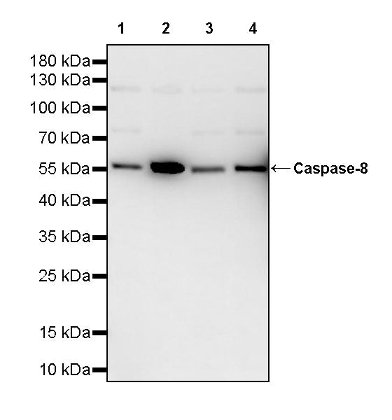 Caspase-8 Recombinant Rabbit mAb (S-2676-121)