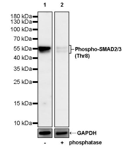 Phospho-SMAD2/3 (Thr8) Recombinant Rabbit mAb (S-3372-136)