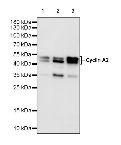 Cyclin A2 Recombinant Rabbit mAb (S-1873-103)