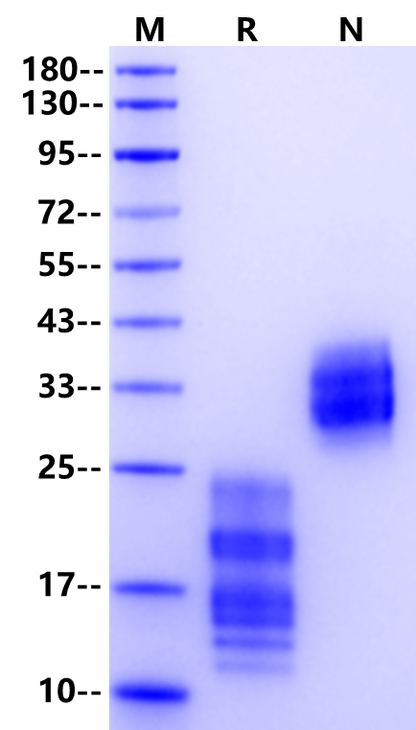 IL-17A&IL-17F Heterodimer Protein, Mouse