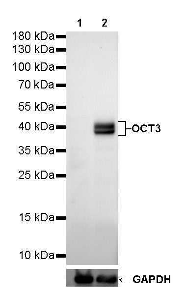 OCT3/4 Recombinant Rabbit mAb (SDT-165-76)