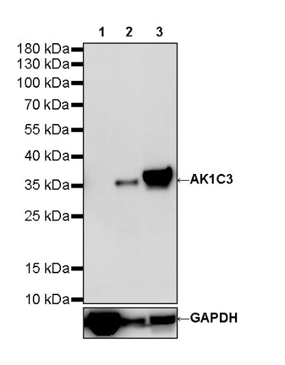 AK1C3 Rabbit Polyclonal Antibody