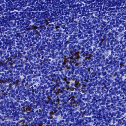 Human IgG1 F(c) Mouse mAb (S-448-1)