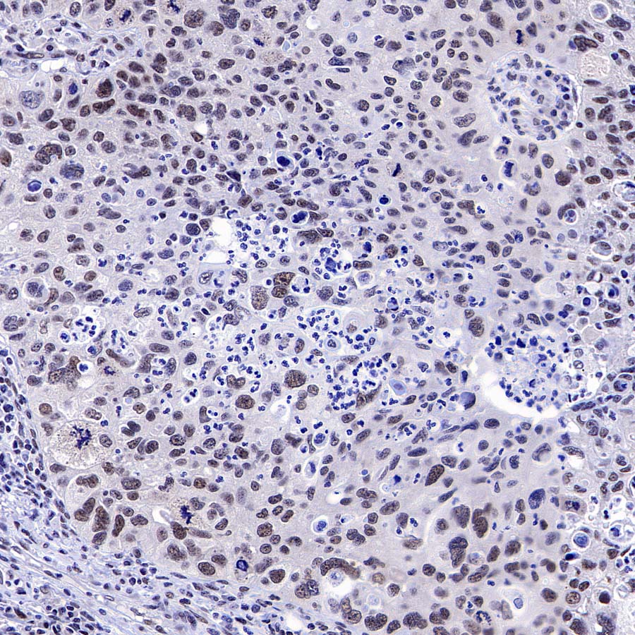 DGCR8 Recombinant Rabbit mAb (S-4082-6)