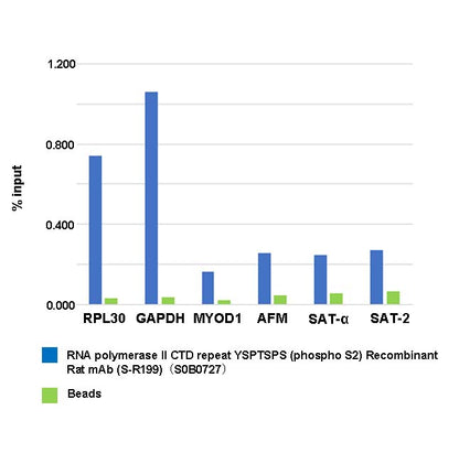 RNA polymerase II CTD repeat YSPTSPS (phosphor S2) Recombinant Rat mAb (S-R199)