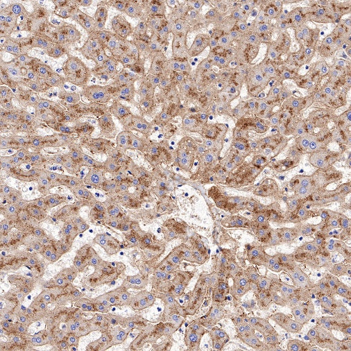 Apolipoprotein E/APOE Recombinant Rabbit mAb (S-970-75)