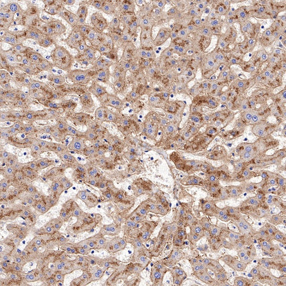 Apolipoprotein E/APOE Recombinant Rabbit mAb (S-970-75)