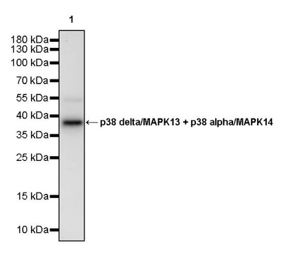 p38 delta/MAPK13 + p38 alpha/MAPK14 Recombinant Mouse mAb (S-3860)