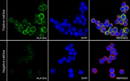HLA-DRA Rabbit Polyclonal Antibody