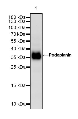 Podoplanin Recombinant Rat mAb (S-3419)