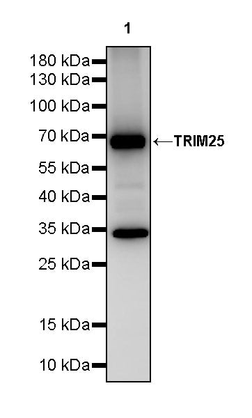 TRIM25 Rabbit Polyclonal Antibody