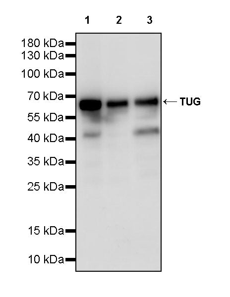 Tug Recombinant Rabbit mAb (S-4377-21)
