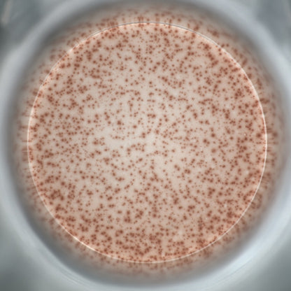 Human IFN-γ（HRP）OneStep ELISpot Kit