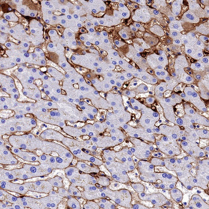 Fibronectin Recombinant Rabbit mAb (S-1475-79)
