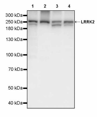 LRRK2 Recombinant Rabbit mAb (S-2484-164)