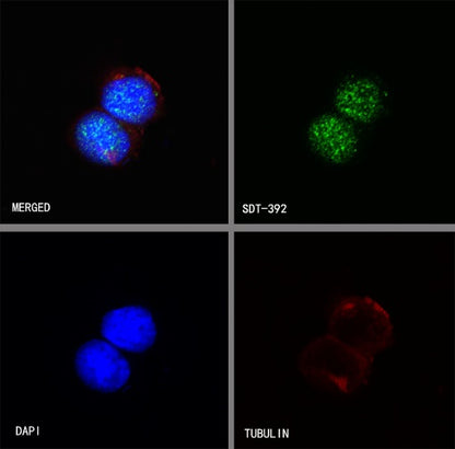 NeuN Recombinant Rabbit mAb (S-392-1)