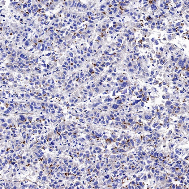ZO-1 Recombinant Rabbit mAb