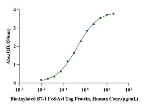 CD28 Fc Chimera Protein, Human/Cynomolgus/Rhesus macaque