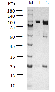 ZAP70 Protein