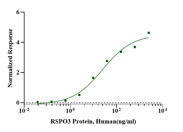 RSPO3 Protein, Human