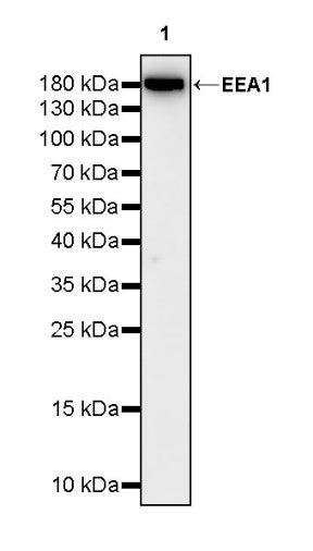 EEA1 Recombinant Rabbit mAb (S-2604-39)