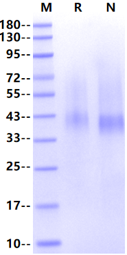 DKK-1 Protein, Mouse
