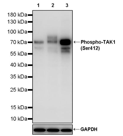 Phospho-TAK1 (Ser412) Recombinant Rabbit mAb (S-3334-138)