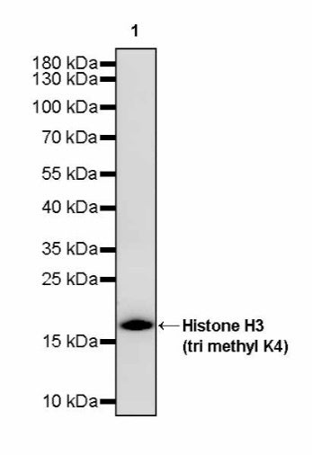 Histone H3 (tri methyl K4) Recombinant Rabbit mAb (S-4099)