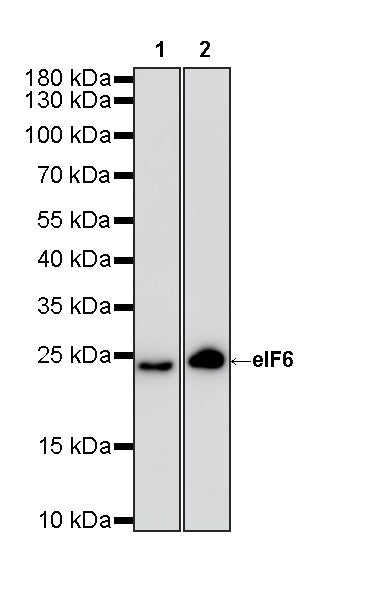 eIF6 Recombinant Rabbit mAb (S-4171-13)