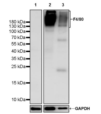 F4/80 Recombinant Rat mAb (S-942-1)