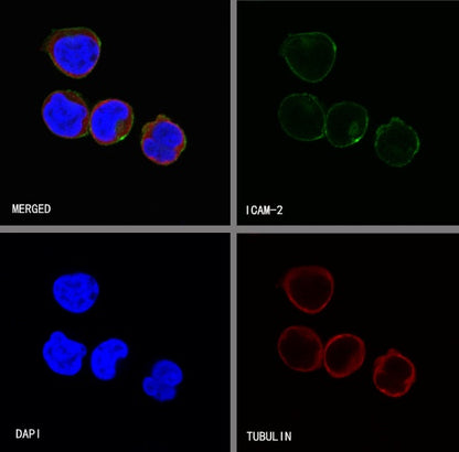 ICAM-2 Recombinant Rabbit mAb (S-R359)